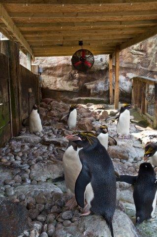 An Industrial Basket Fan creating a breeze in a Penguin enclosure