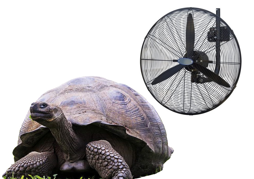 ocscillating wall fan Tortoise