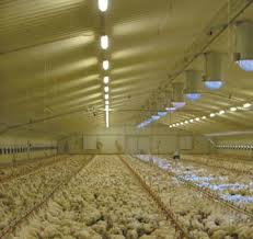 Interior of a typical poultry shed