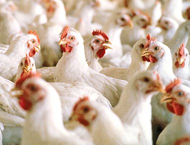 Heat Stress in Poultry - What can you do?