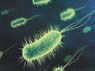 Bacteria - A target for UV infection control